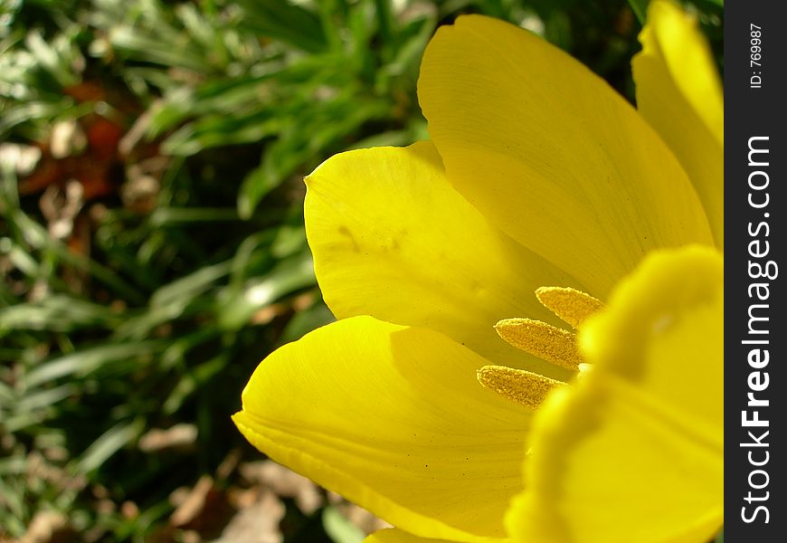 Beautiful tulip on a sun shinny day. Beautiful tulip on a sun shinny day