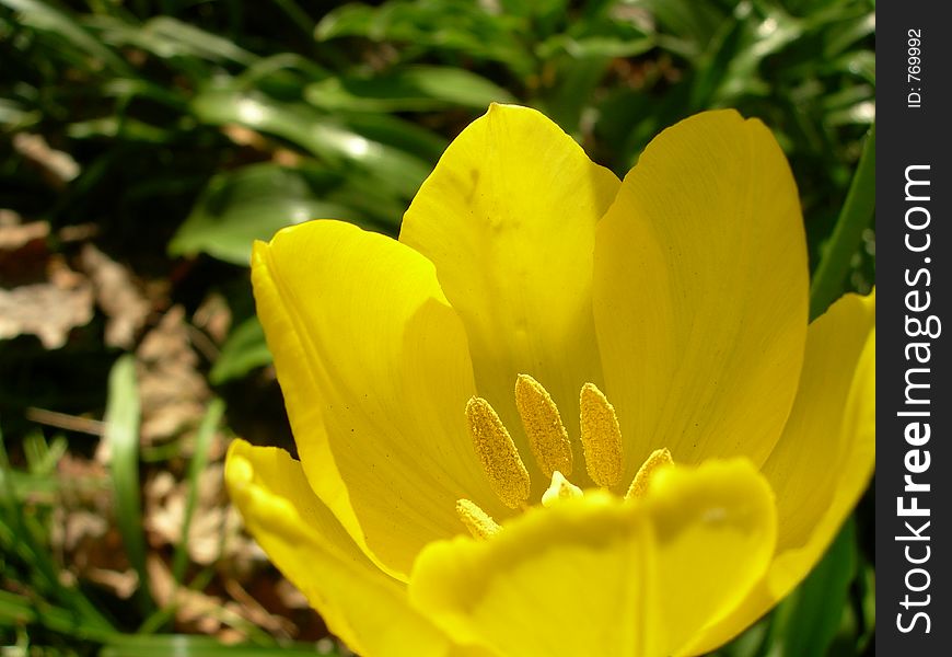 Lovely bright yellow tulip. Lovely bright yellow tulip