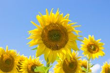 Sunflowers Blooming In Farm Royalty Free Stock Photography