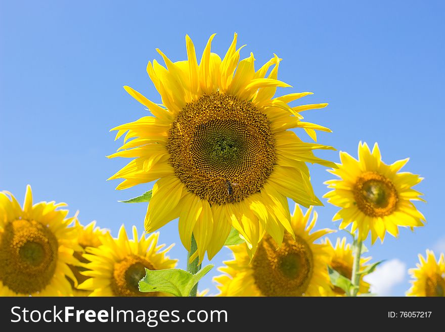 Sunflowers blooming in farm