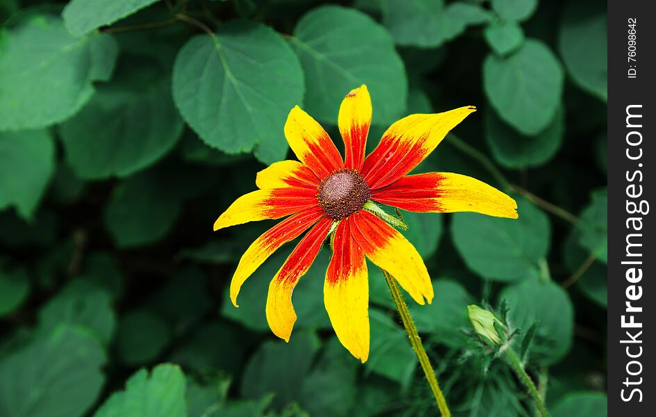 Single bright yellow-red flower on summer day closeup. Single bright yellow-red flower on summer day closeup