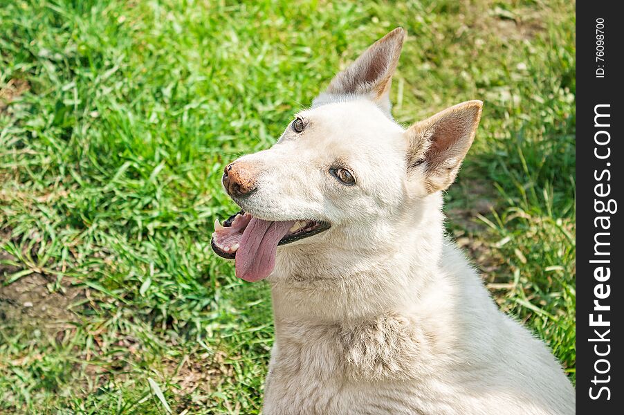 White Husky Sitting On The Grass