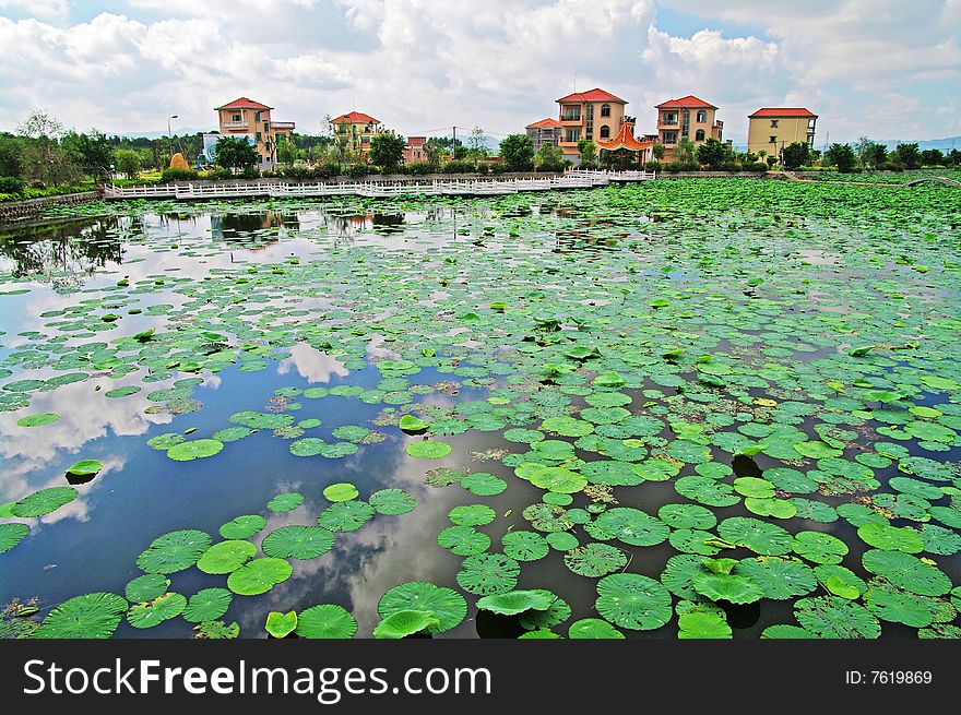 In the villa next to the pond, covered with green water lily. In the villa next to the pond, covered with green water lily