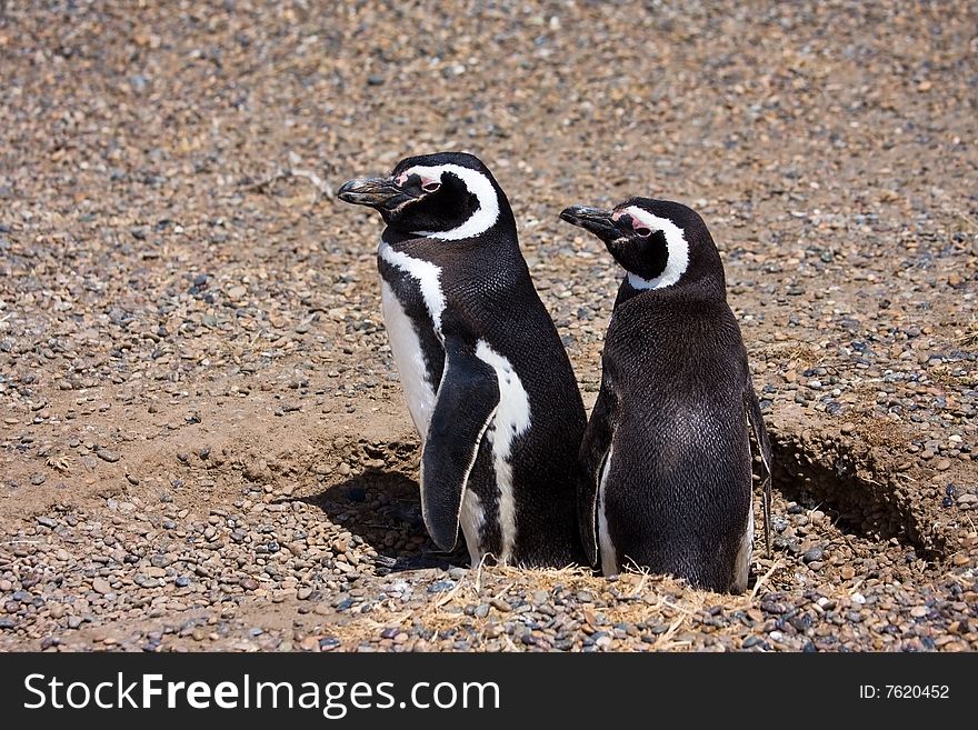 Two Magellanic penguins on the nest. Two Magellanic penguins on the nest