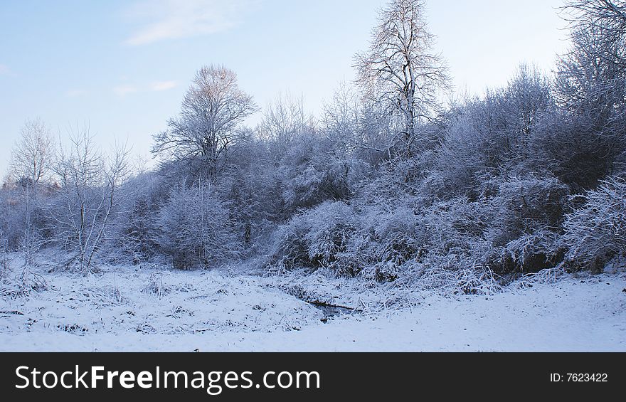 This is a little forest under snow. This is a little forest under snow.