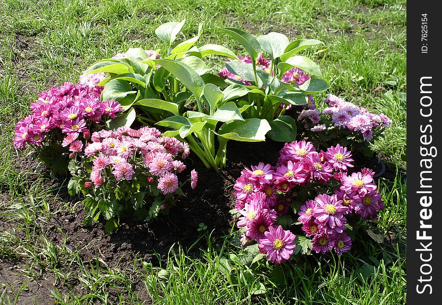 Flowerbed with a colored blooming flowers, Ukraine