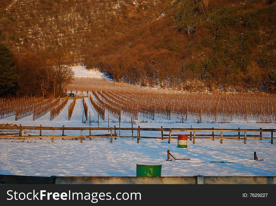 Mountain vineyard in the winter season. Mountain vineyard in the winter season