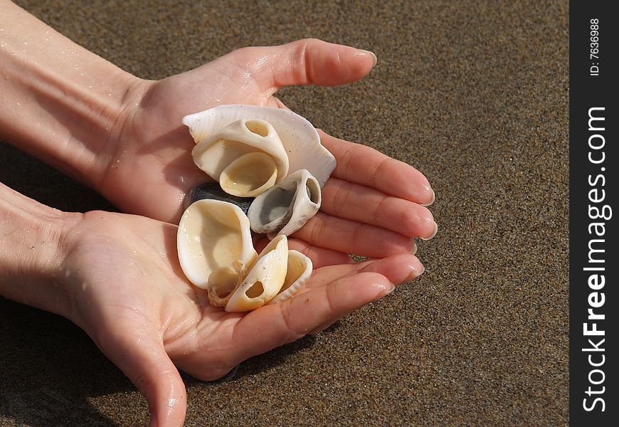 Sea shells in the hands