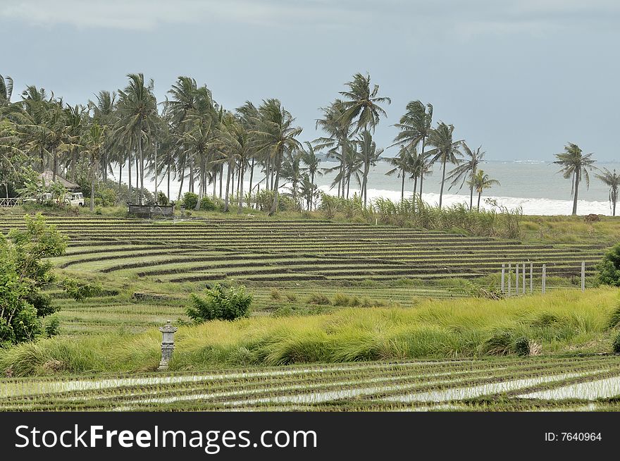 Bali ricefields in the famous Tabanan region. Bali ricefields in the famous Tabanan region