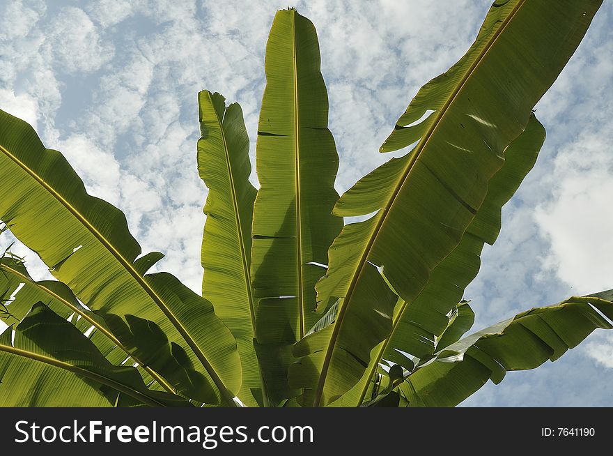 Banana leaves against the clouds.