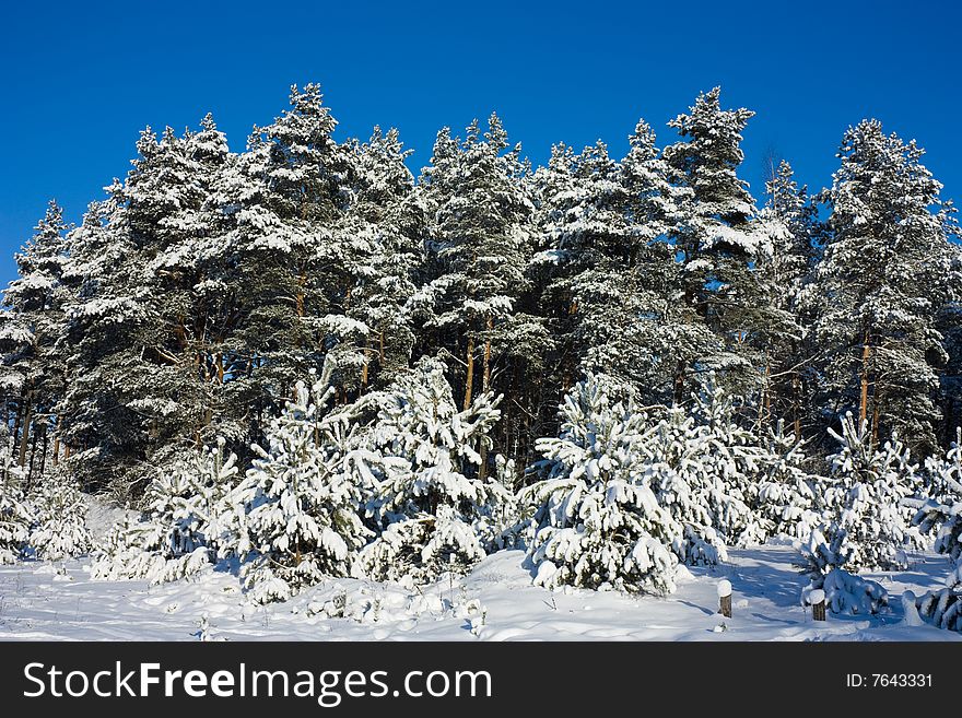 Winter woods, frozen forest, snow