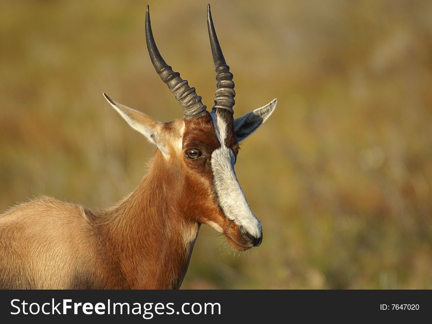 Photo of a Bontebok (a type of antelope - the Damaliscus pygargus dorcas which is endangered) taken close to Cape of Good Hope, Table Mountain National Park, South Africa. Photo of a Bontebok (a type of antelope - the Damaliscus pygargus dorcas which is endangered) taken close to Cape of Good Hope, Table Mountain National Park, South Africa.