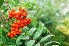 Bunch Of Rowan With Raindrops Stock Photos Bunch Of Rowan With Raindrops Stock Photos