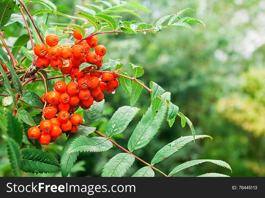 Bunch of rowan with raindrops