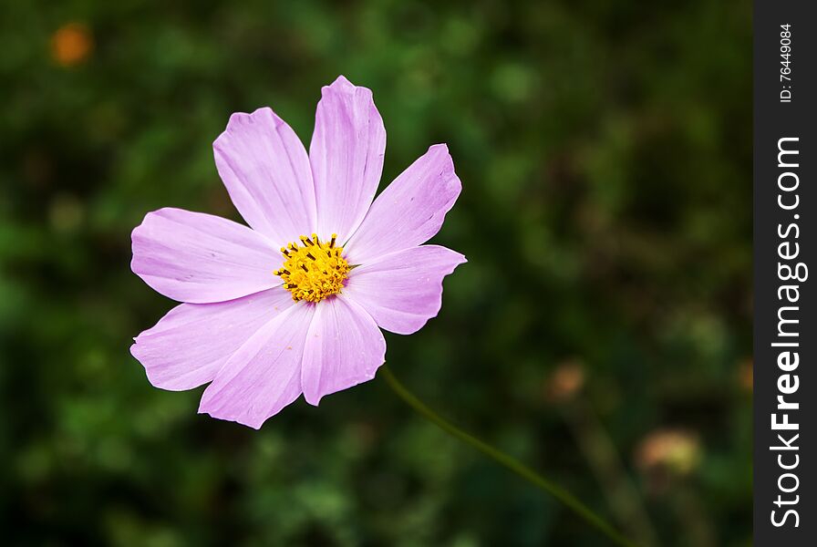 Pink Flower Closeup