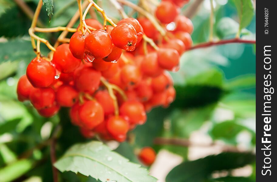 Bunch of red rowan with raindrops closeup