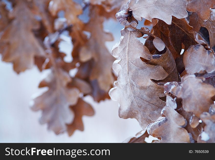 Oak leaves are covered with ice. Oak leaves are covered with ice