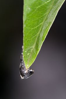 Dripping Ice On Leaf Royalty Free Stock Photos Dripping Ice On Leaf Royalty Free Stock Photos