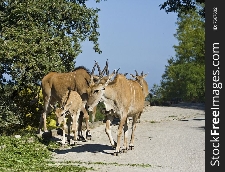 A group of antelopes walking.
The shot is taken at the Zoo Safari del Garda, near Verona (Italy)