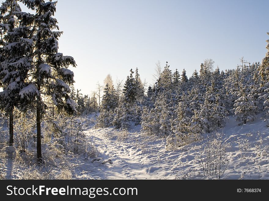 A winter forest, just after the snowfall