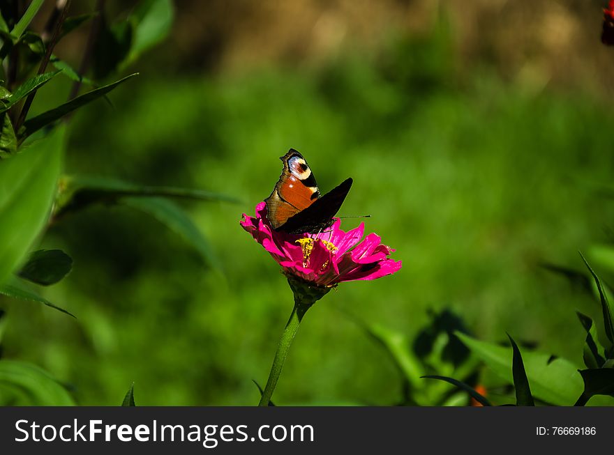 Butterfly On A Pink Flower