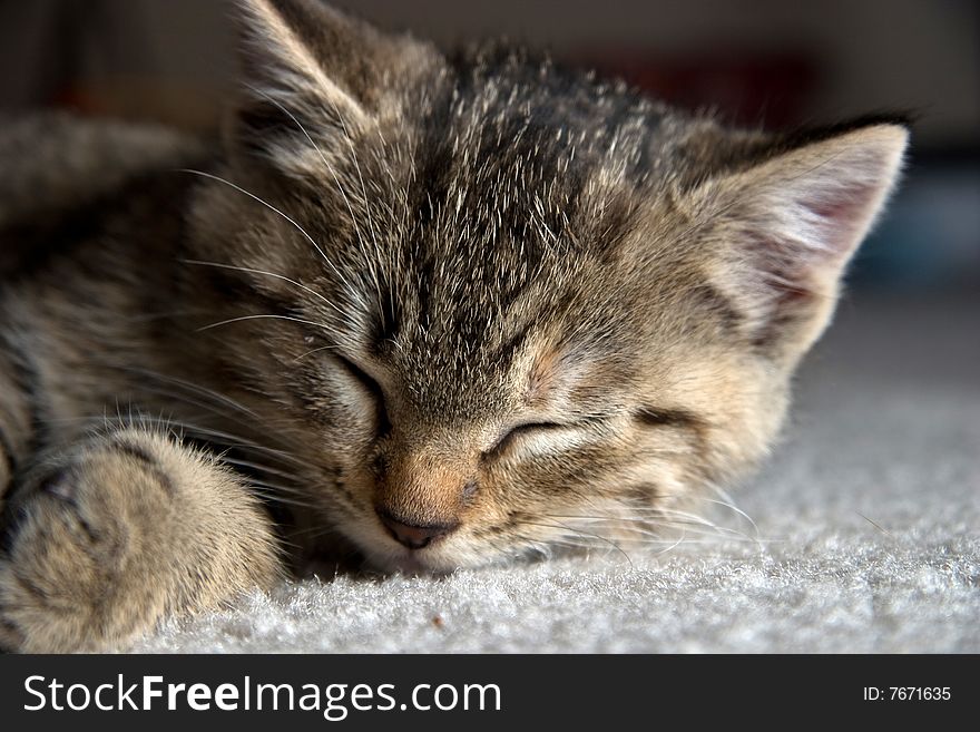 Grey kitten sleeping on carpet. Grey kitten sleeping on carpet