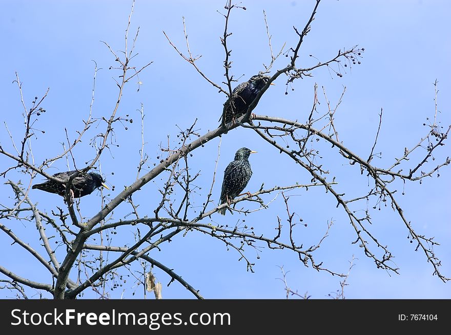 Three starlings on the winter or early spring tree. Three starlings on the winter or early spring tree