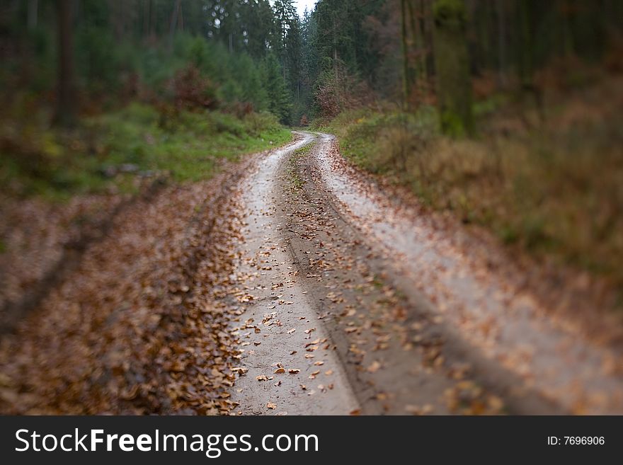 Wet Winding Wood Path