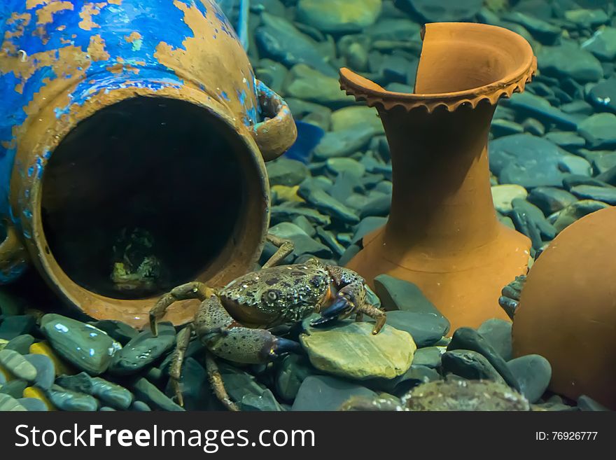 The crab in the water, on the background of a large broken jar