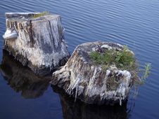 Two Stumps In The Water Royalty Free Stock Photography Two Stumps In The Water Royalty Free Stock Photography
