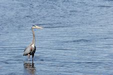 Great Blue Heron Royalty Free Stock Photos