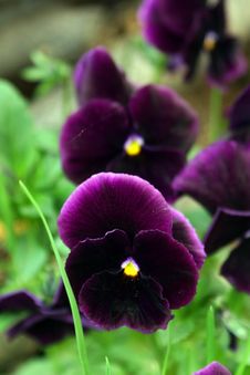 Pansies. Stock Photography Pansies. Stock Photography