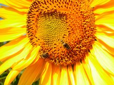 Two Bees On A Sunflower Royalty Free Stock Photography Two Bees On A Sunflower Royalty Free Stock Photography