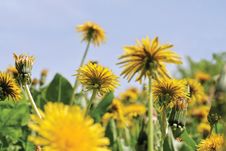 Yellow Flowers And Sky Royalty Free Stock Image Yellow Flowers And Sky Royalty Free Stock Image