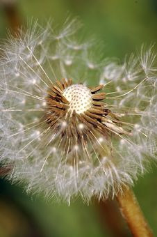 Dandelion With Pollen Stock Image