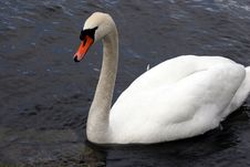 White Swan Stock Photography
