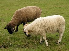 Sheeps 1 Stock Images Sheeps 1 Stock Images