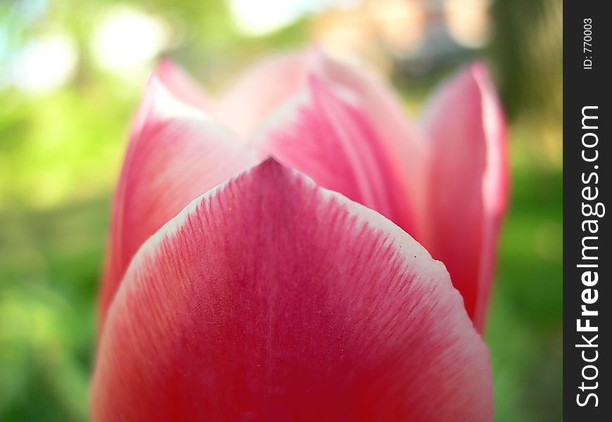 Close up top of tulip. Close up top of tulip