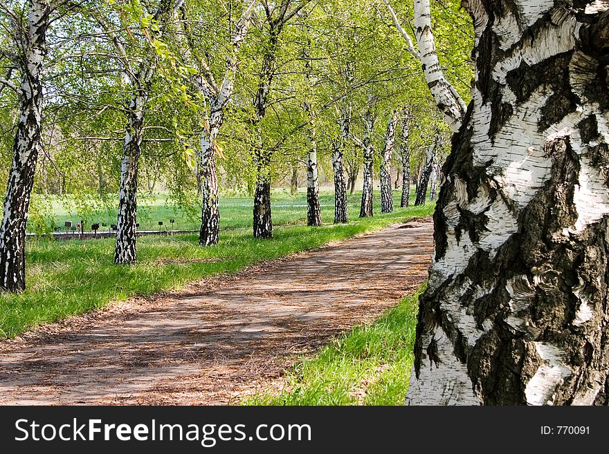 Birches grove