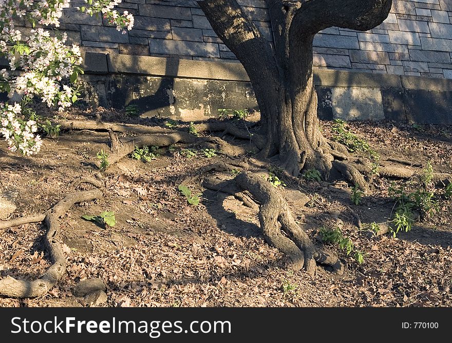 Weird tree roots.