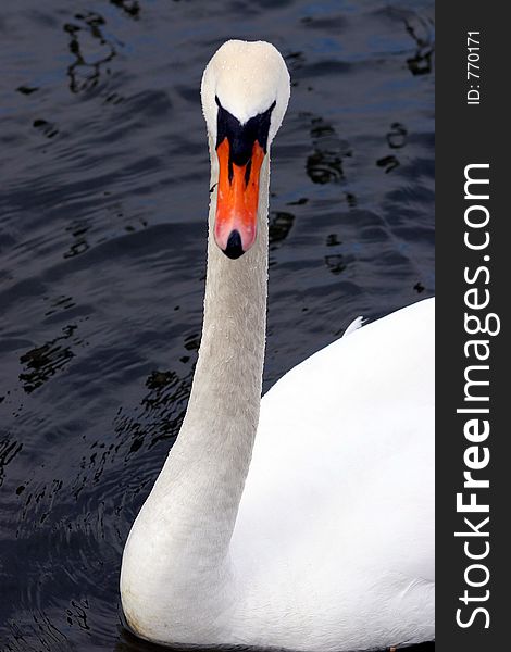 White gracious swan swimming in the lake. White gracious swan swimming in the lake