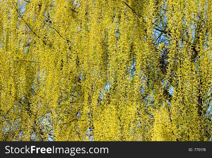 Blossom weeping willow