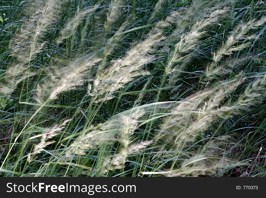 Grass, blurry background. Grass, blurry background