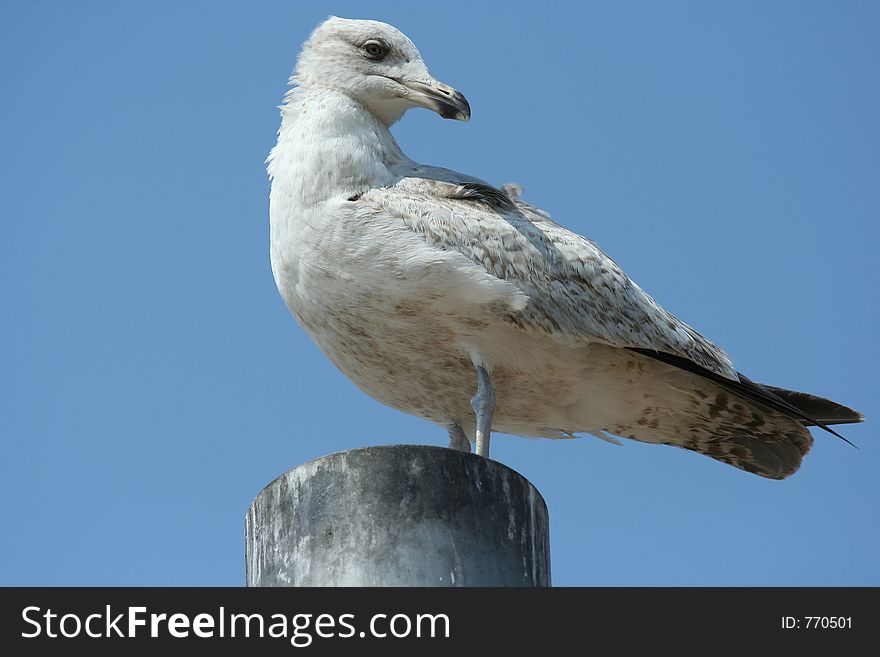 A sea gull looking backwards
