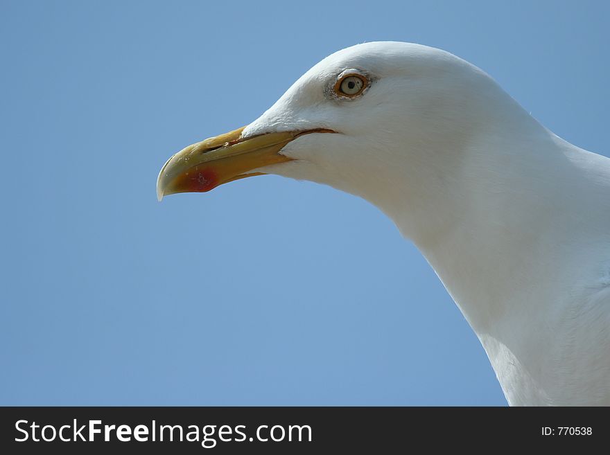 Portrait of a seagull. Portrait of a seagull