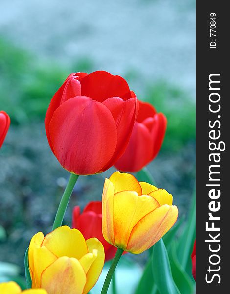 Colorful tulips on the field