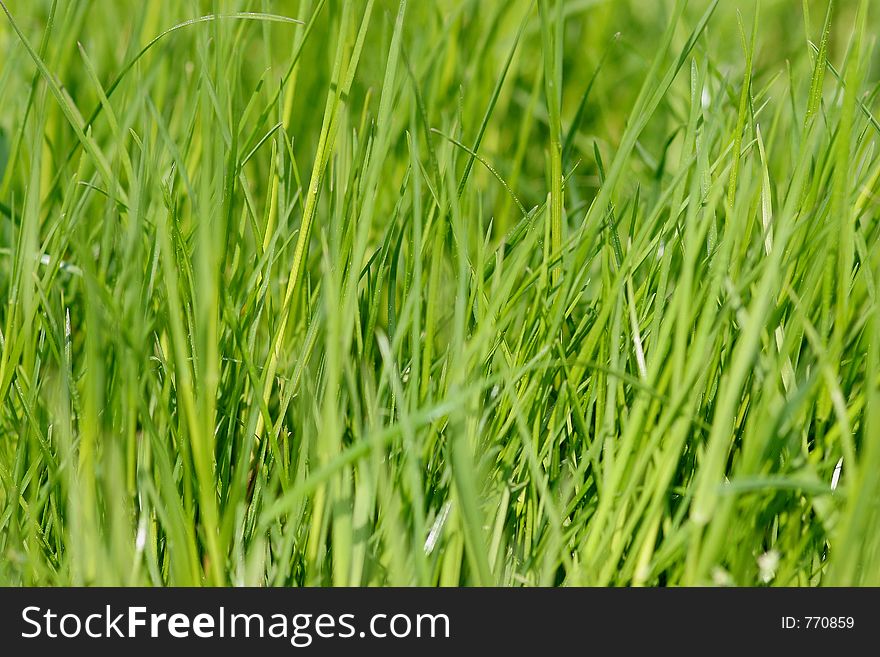 Spring meadow green grass