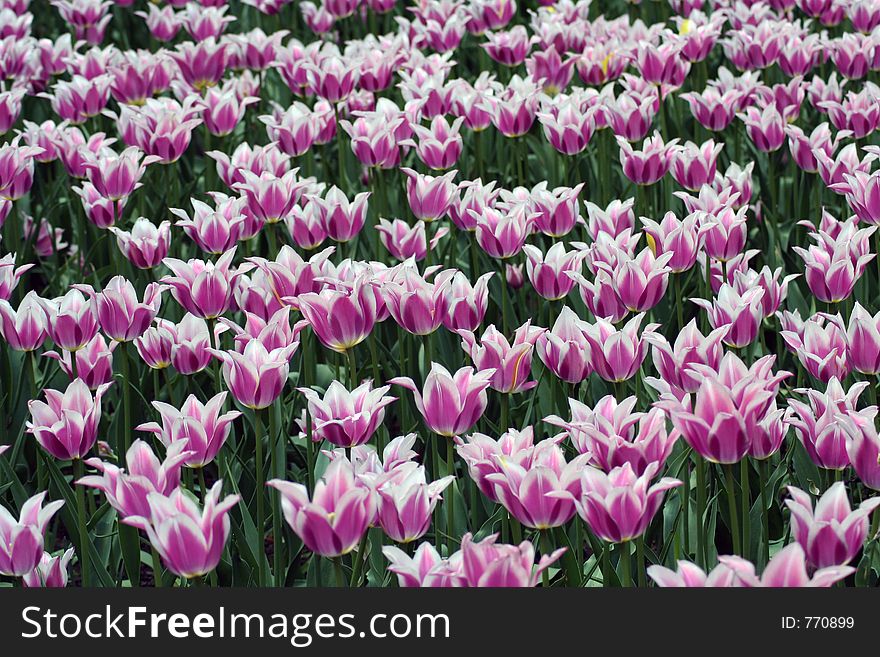 Large field of pink tulips. Large field of pink tulips