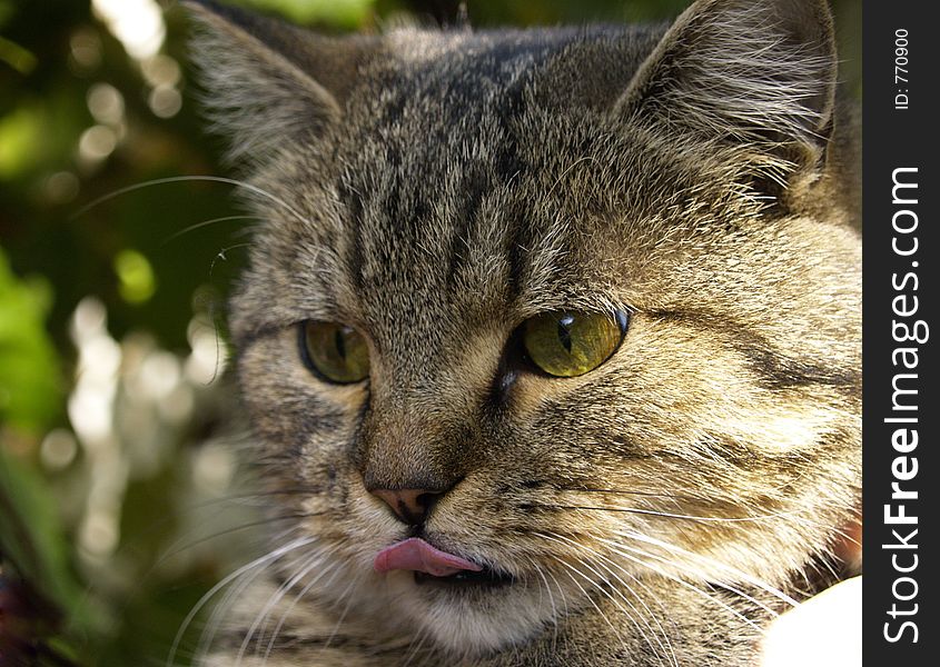 English Cat,showing Its Tongue