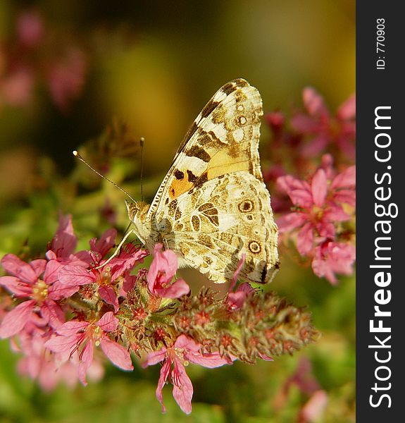 Motley butterfly on pink flower.